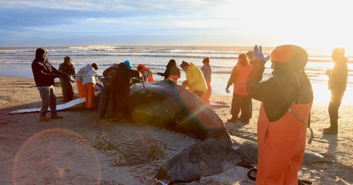 No Connection Between Atlantic Whale Deaths and Offshore Wind