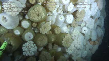 4BMTClose-up-anemones-SNS2