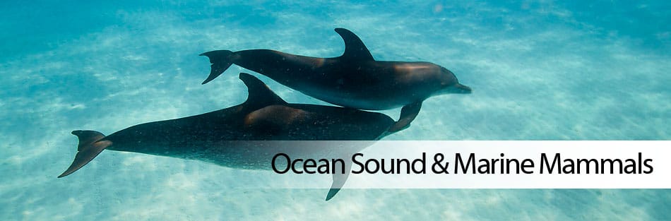 Csaocean-Sound