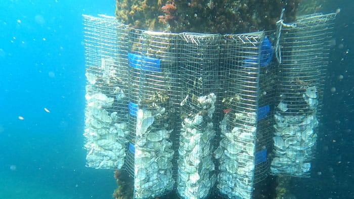 Saitec Offshore Technologies Completes Multi-Trophic Aquaculture with Floating Offshore Wind Foundations Demonstration 2 Demosath